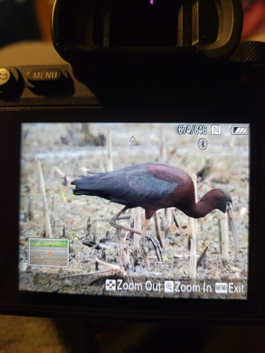 Glossy Ibis - ML453301871