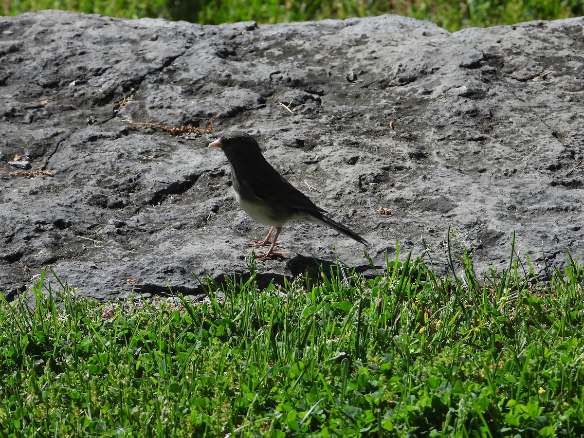 Dark-eyed Junco - ML453302871