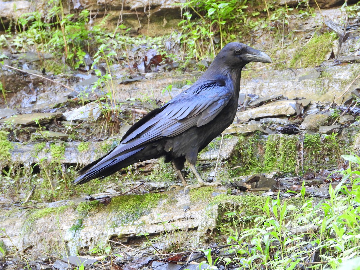 Common Raven - ML453302891