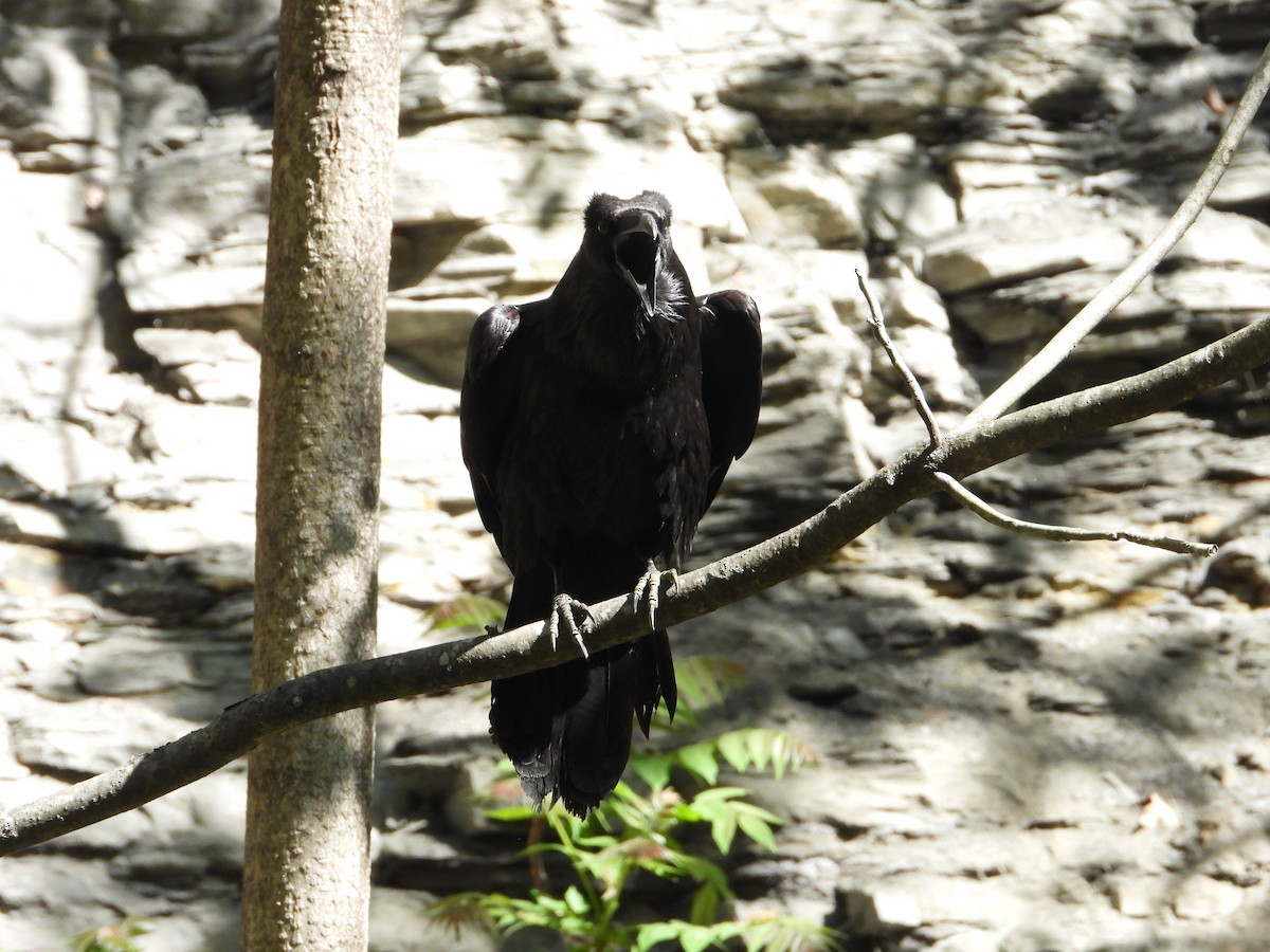 Common Raven - ML453302921