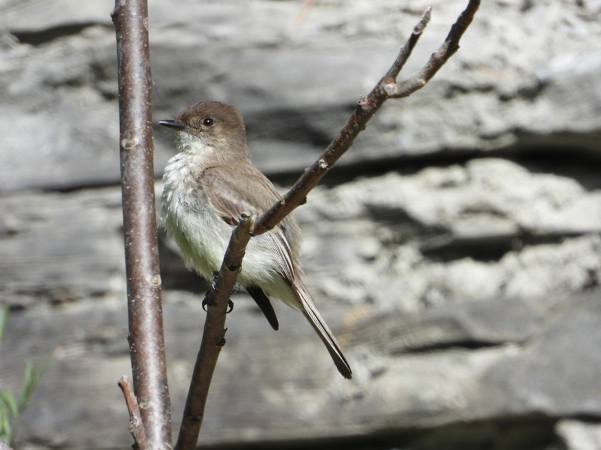 Eastern Phoebe - ML453302951