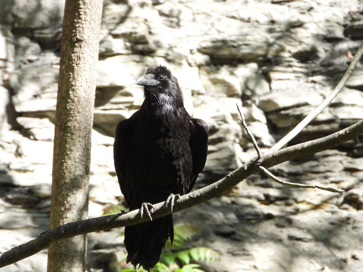 Common Raven - ML453302961