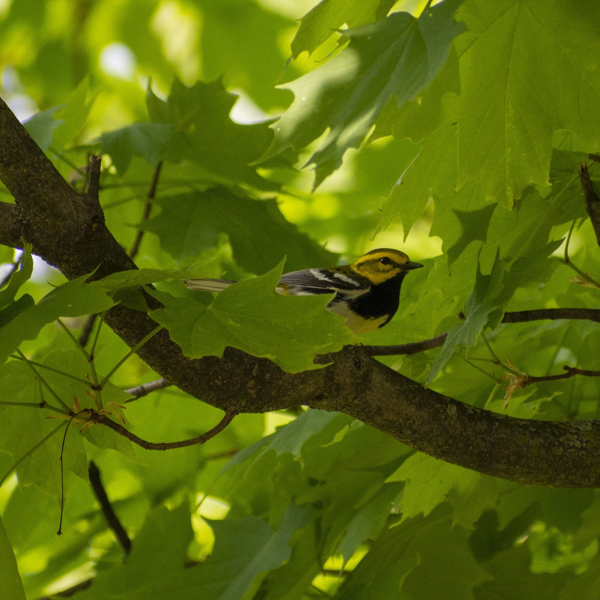 Black-throated Green Warbler - ML453304091