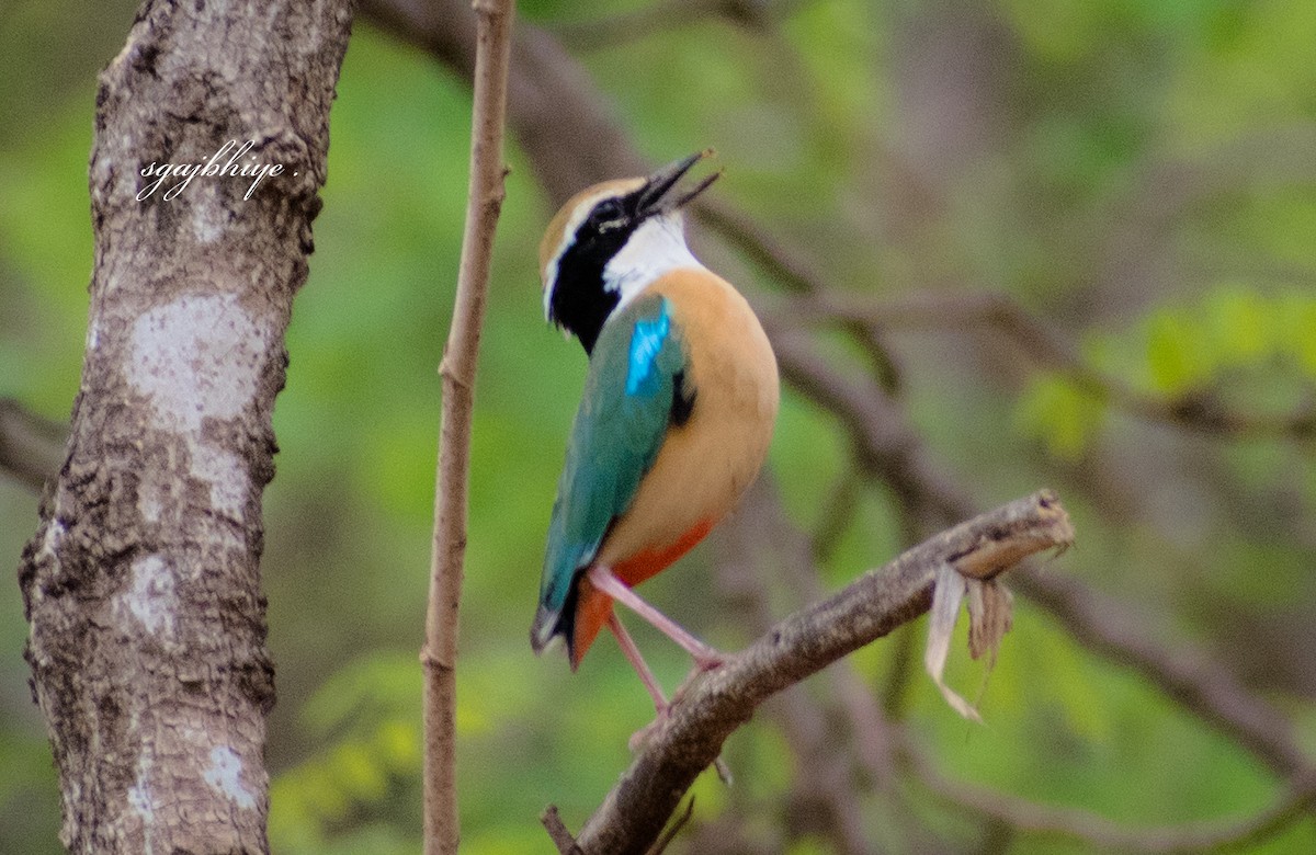 Indian Pitta - Sharad Gajbhiye