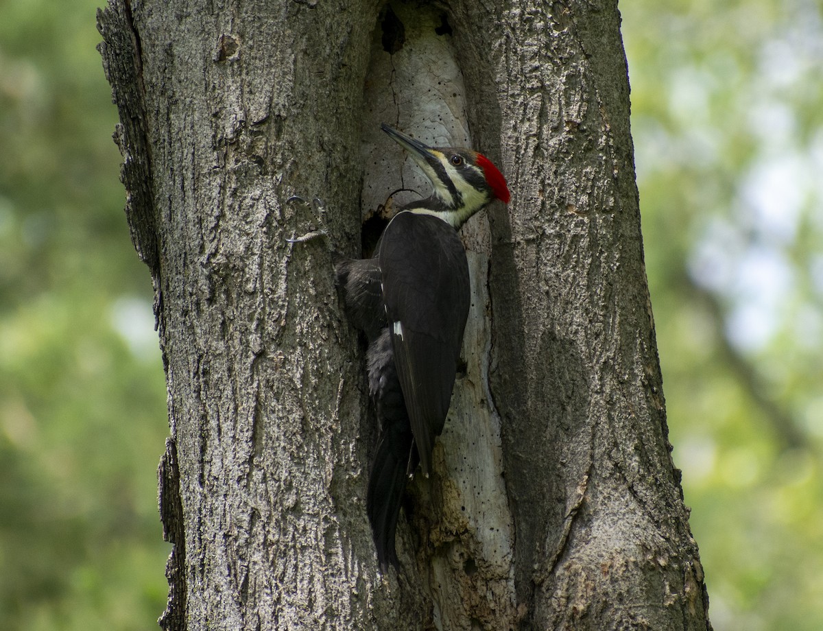 Pileated Woodpecker - ML453304171