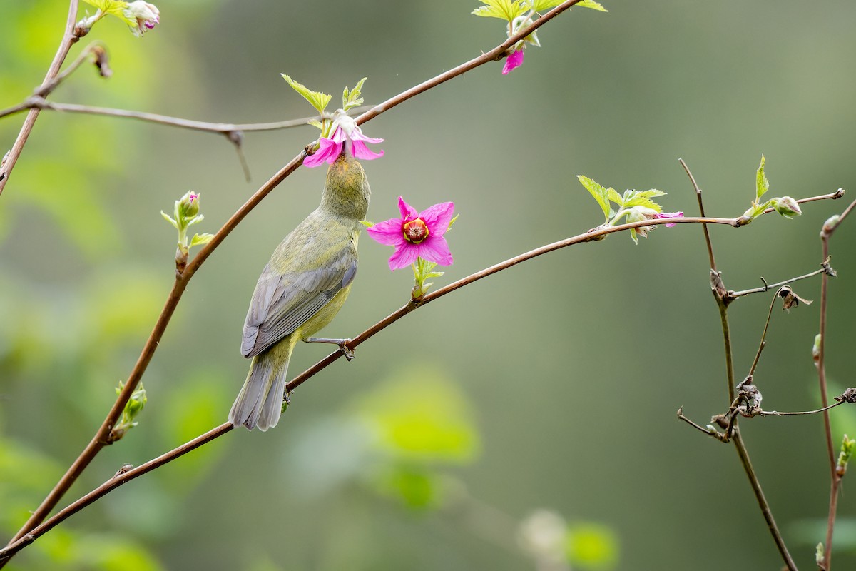 Orange-crowned Warbler - Frédérick Lelièvre