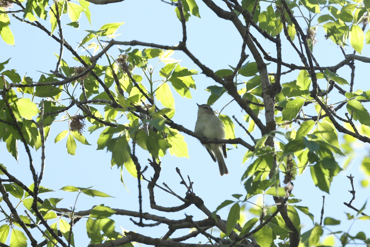 Warbling Vireo - ML453304721