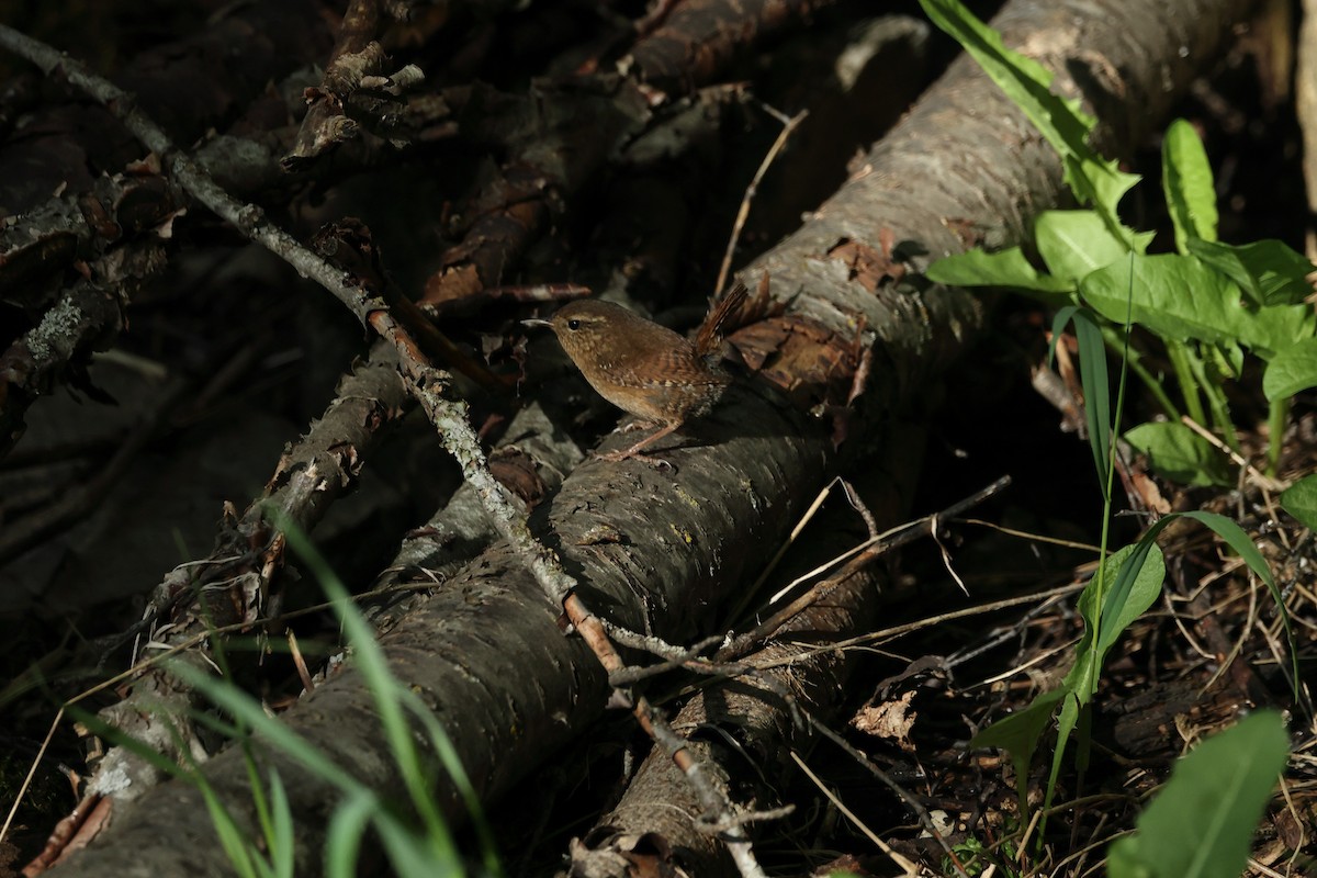 Pacific Wren - ML453304801
