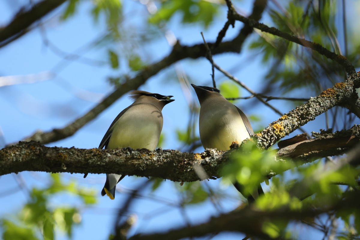 Cedar Waxwing - ML453304841