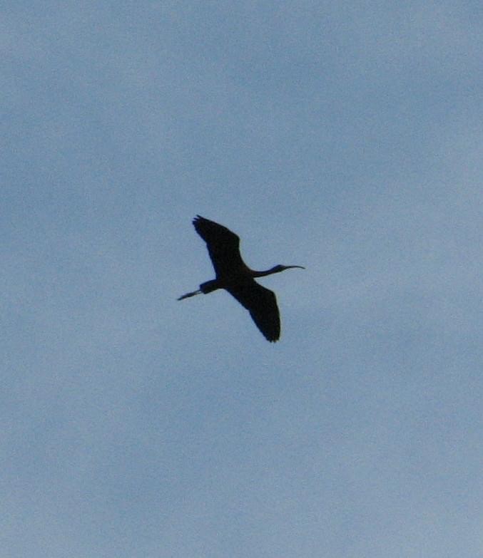 Glossy Ibis - Kevin Rybczynski