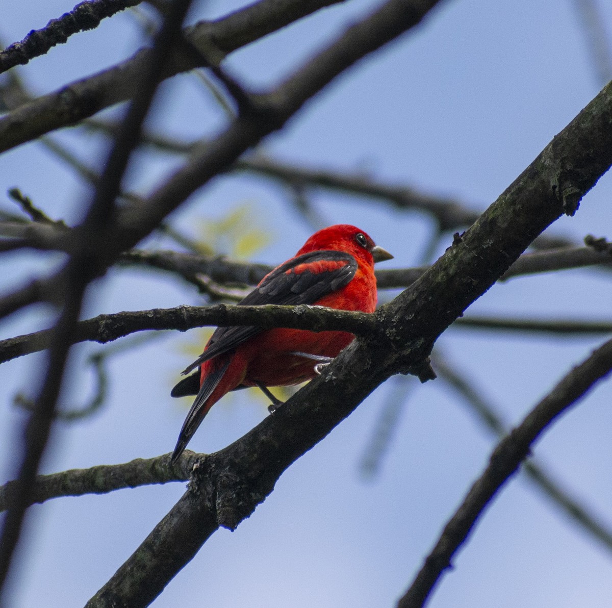 Scarlet Tanager - John E