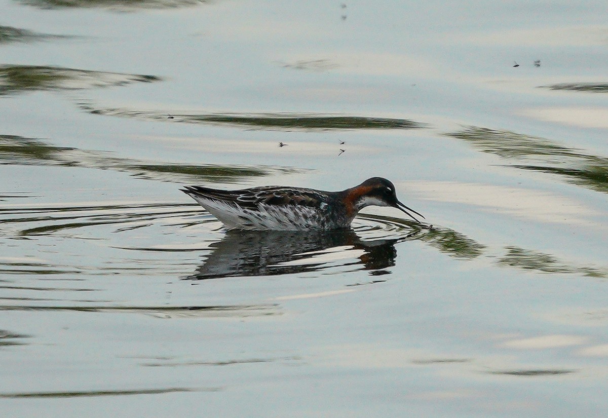 Phalarope à bec étroit - ML453305441