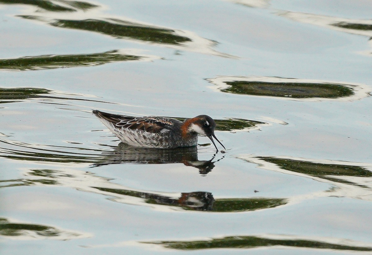 Red-necked Phalarope - Ed Norton