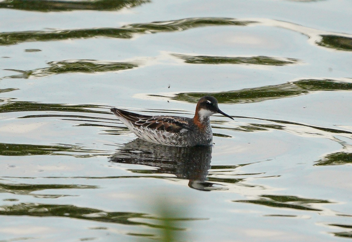 Red-necked Phalarope - Ed Norton