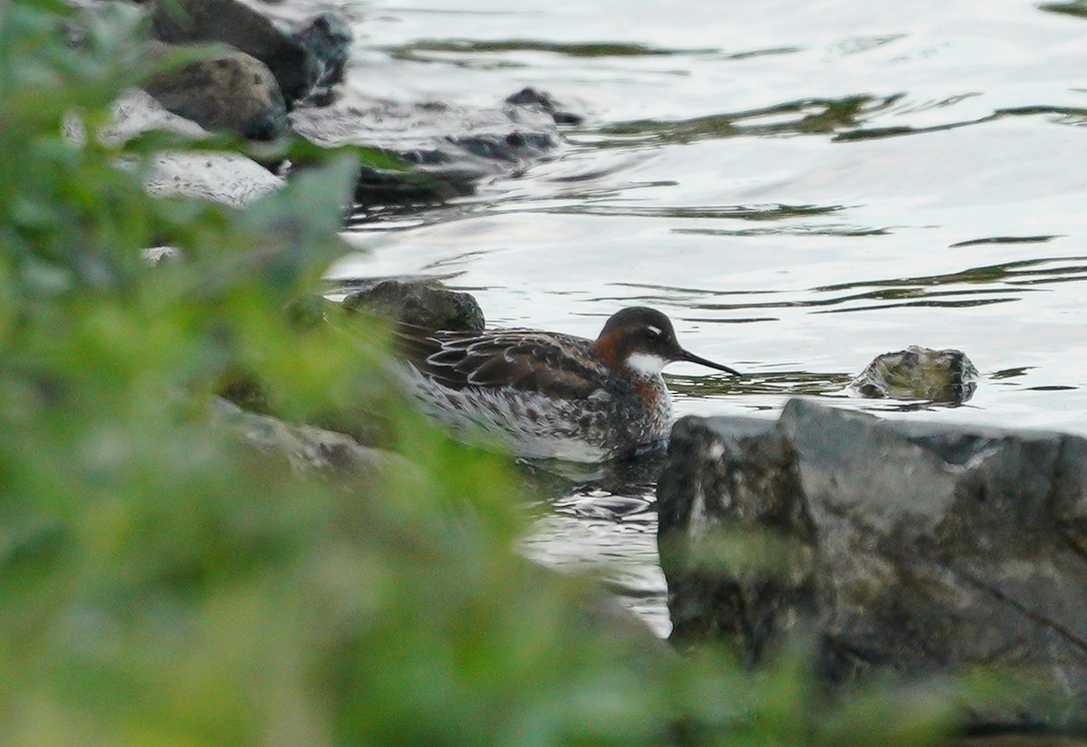 アカエリヒレアシシギ - ML453305481