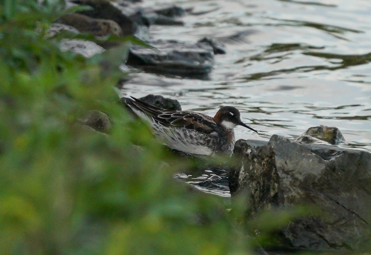 Red-necked Phalarope - ML453305531