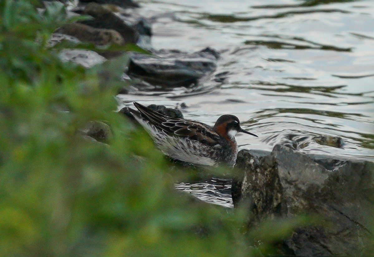 Red-necked Phalarope - Ed Norton