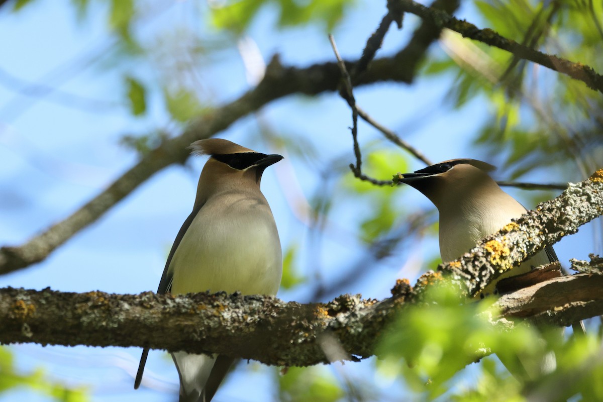Cedar Waxwing - ML453305731