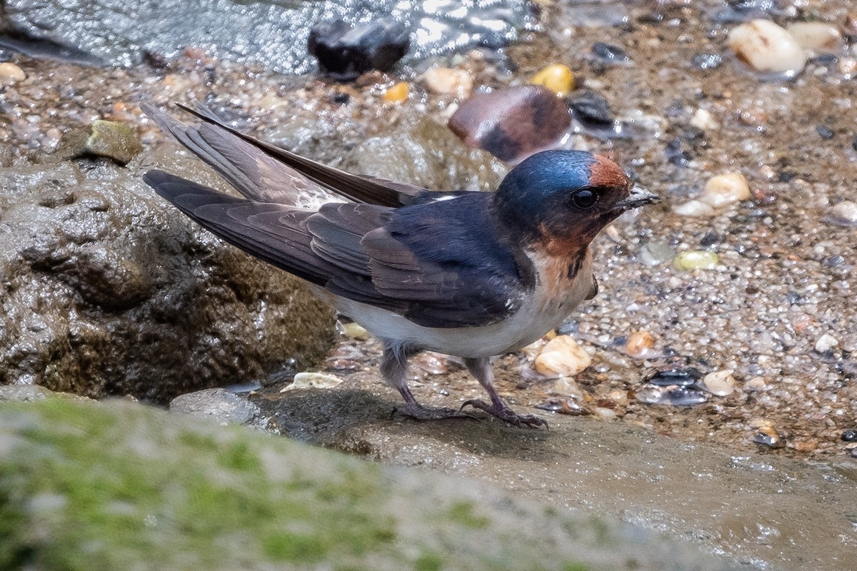 雑種 ツバメ x サンショクツバメ - eBird
