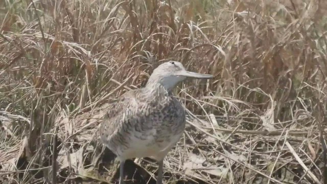 Willet (Eastern) - ML453307091