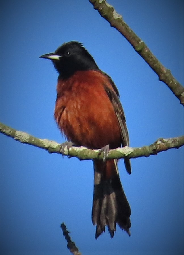 Orchard Oriole - ML453308241