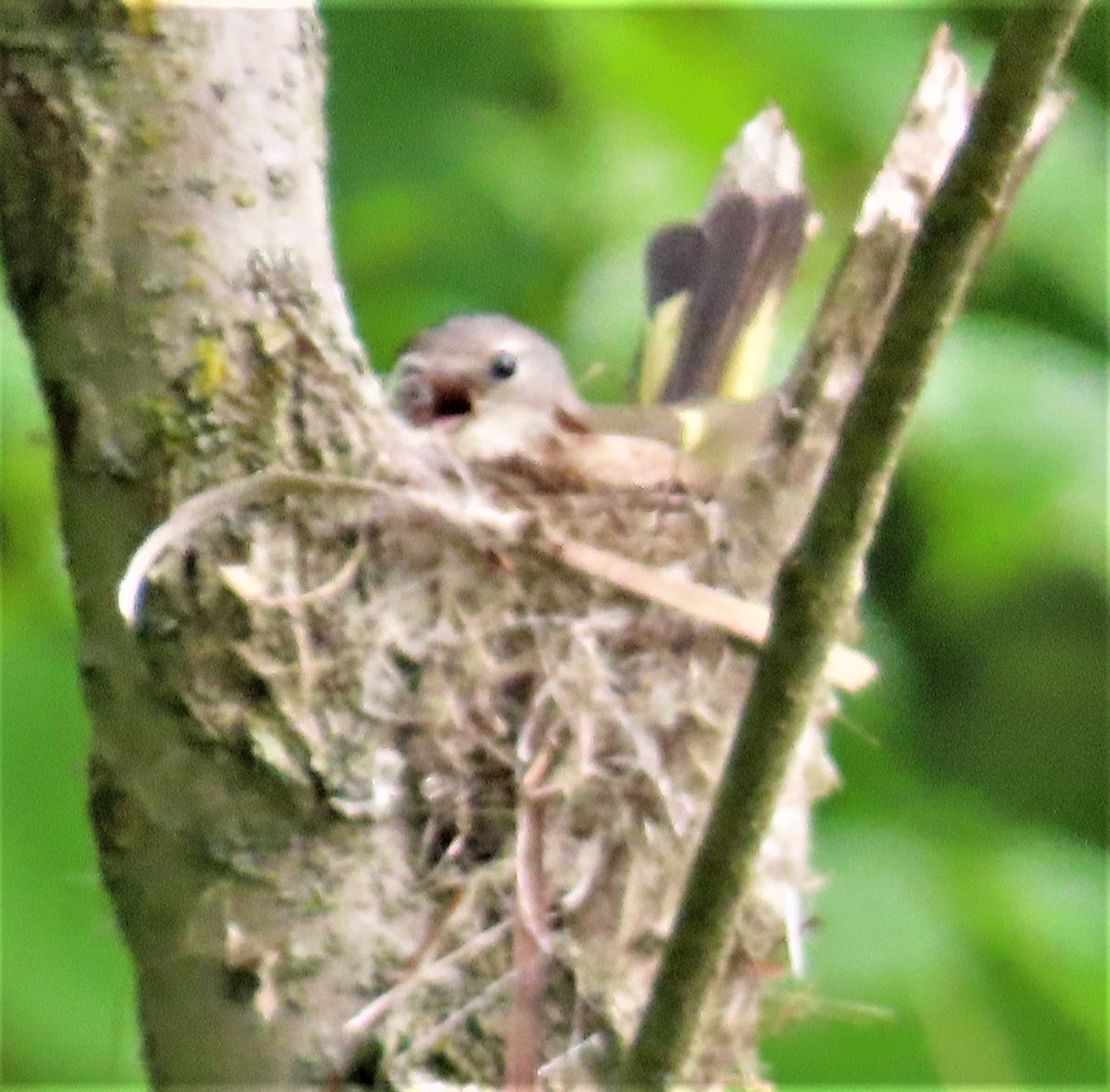 American Redstart - ML453308971