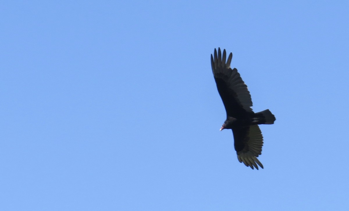 Turkey Vulture - ML453309051