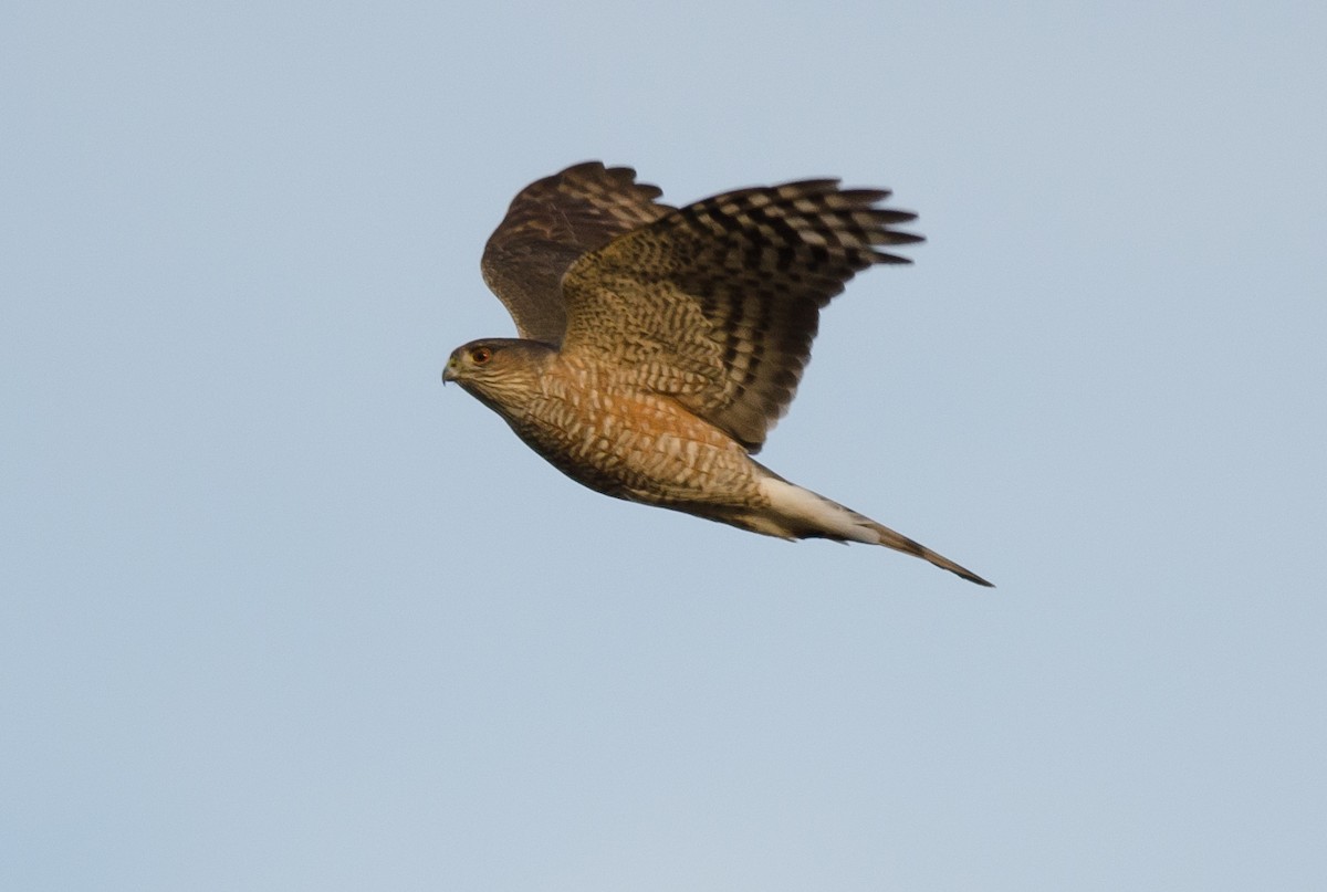 Sharp-shinned Hawk - Alix d'Entremont