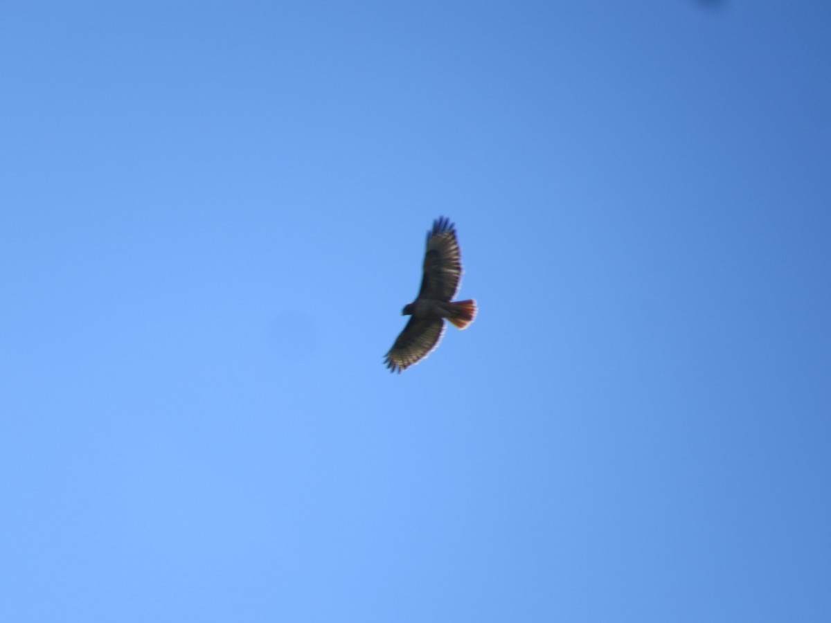 Red-tailed Hawk - ML453309281