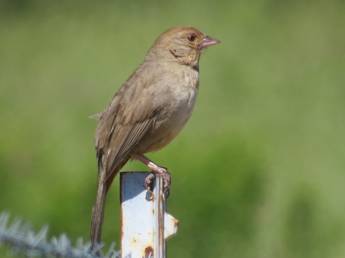 California Towhee - ML453309821