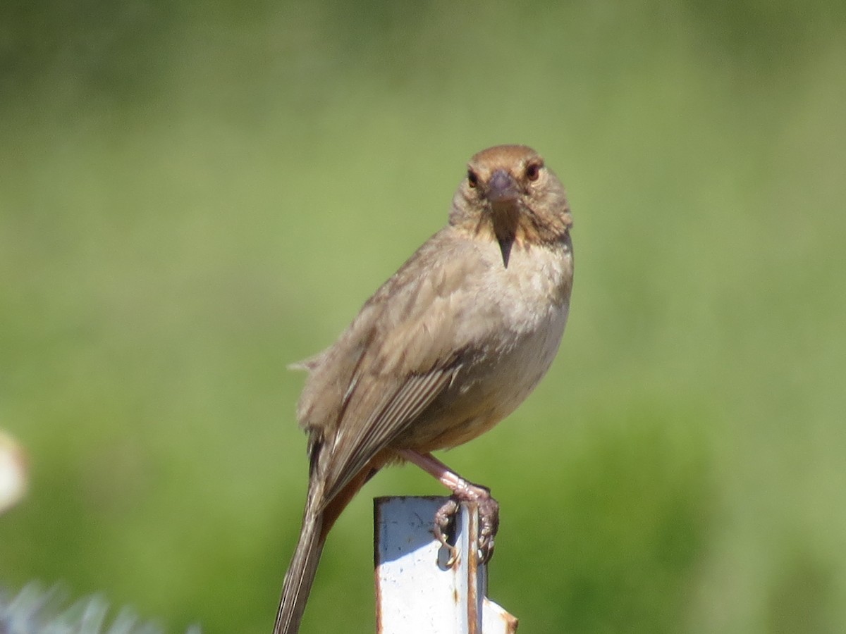 California Towhee - Garth Harwood