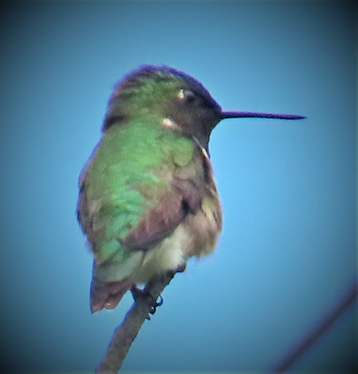 Ruby-throated Hummingbird - David English