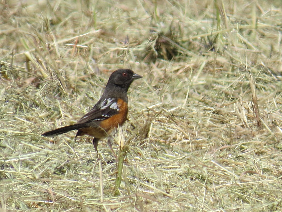 Spotted Towhee - Garth Harwood