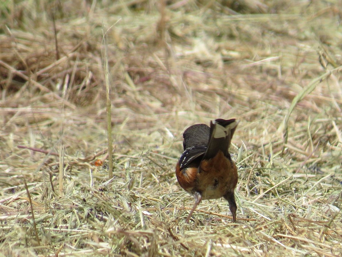 ホシワキアカトウヒチョウ - ML453310151