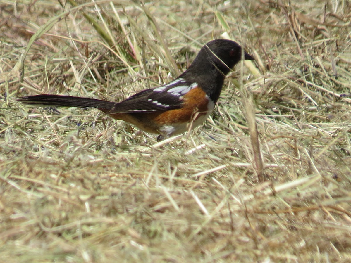 Spotted Towhee - Garth Harwood