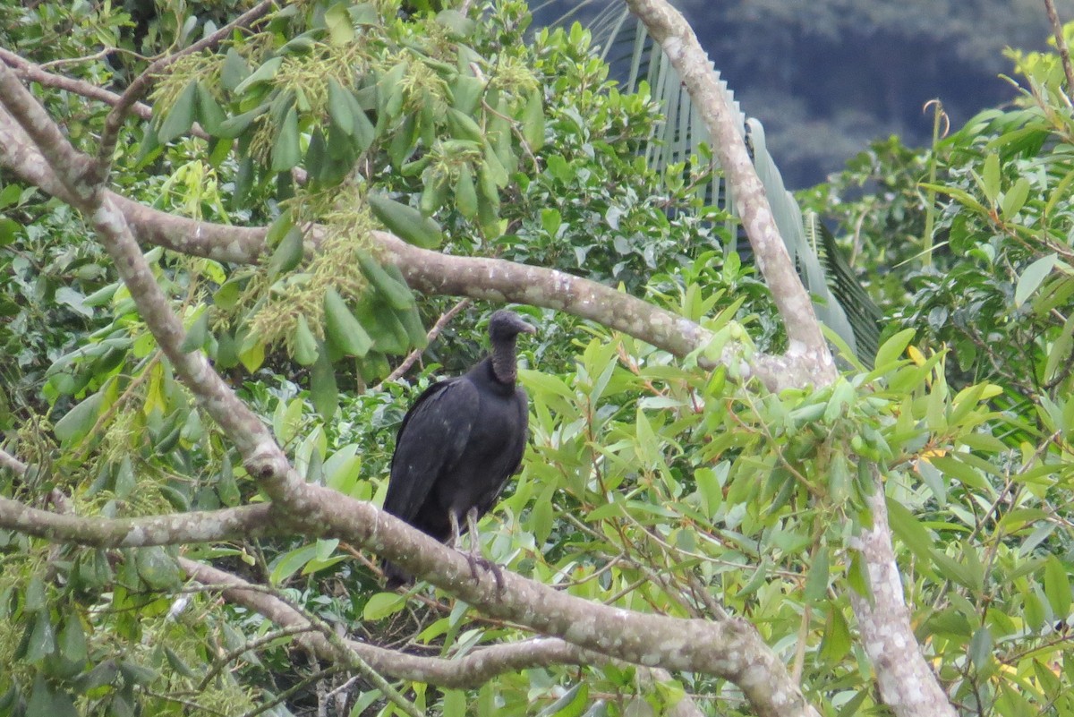 Black Vulture - ML453310911