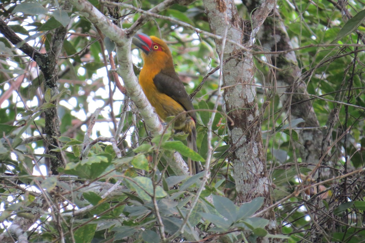 Saffron Toucanet - ML453310941