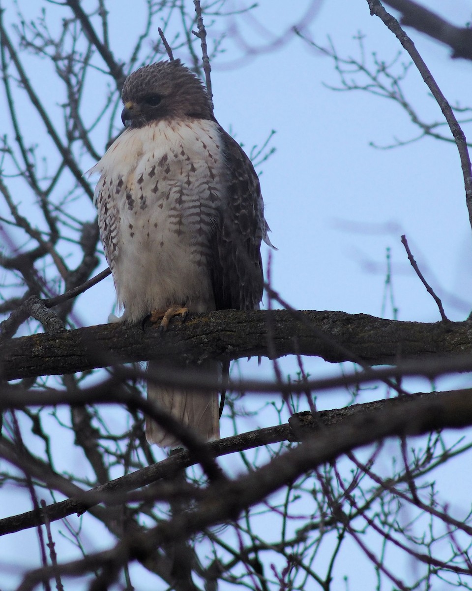 Red-tailed Hawk - ML45331121