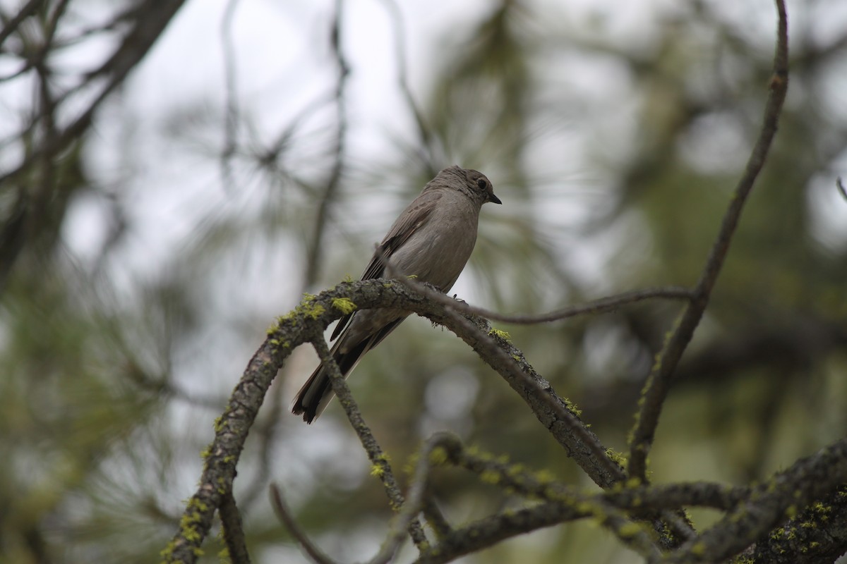 Townsend's Solitaire - Bentley Colwill