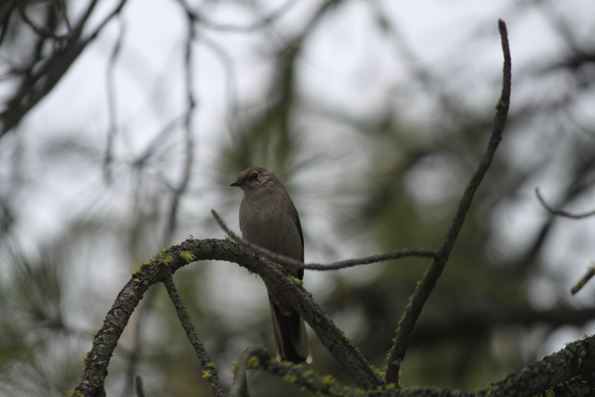 Townsend's Solitaire - Bentley Colwill