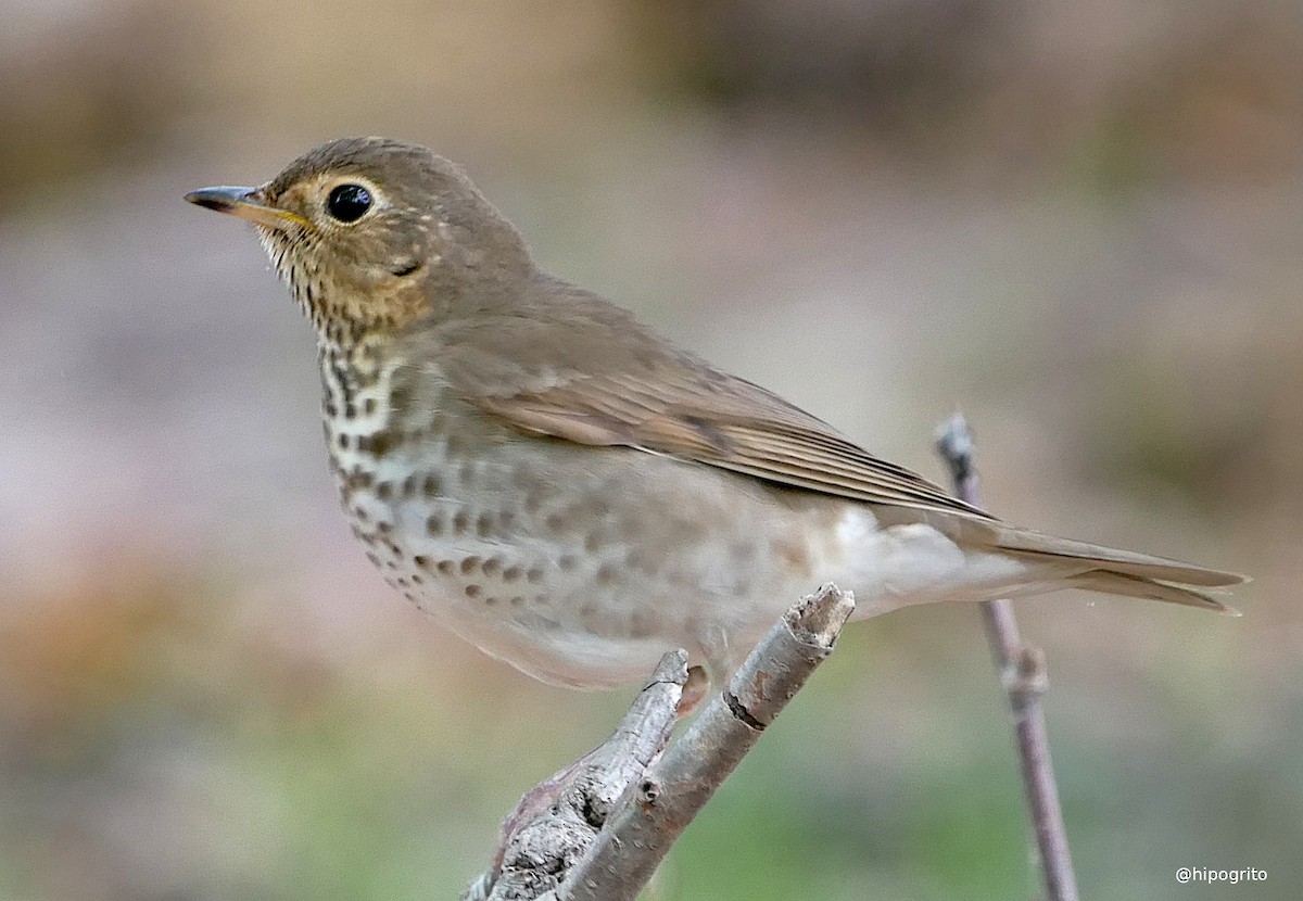 Swainson's Thrush - ML453312891