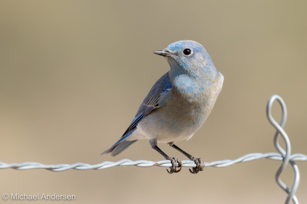 Mountain Bluebird - Mike Andersen