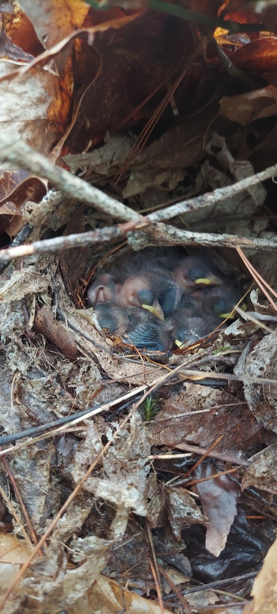 Worm-eating Warbler - Kirk Gardner