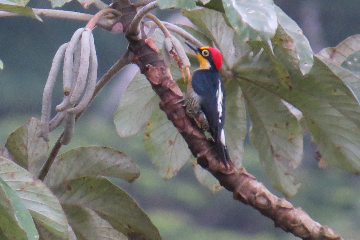 Yellow-fronted Woodpecker - ML453313431