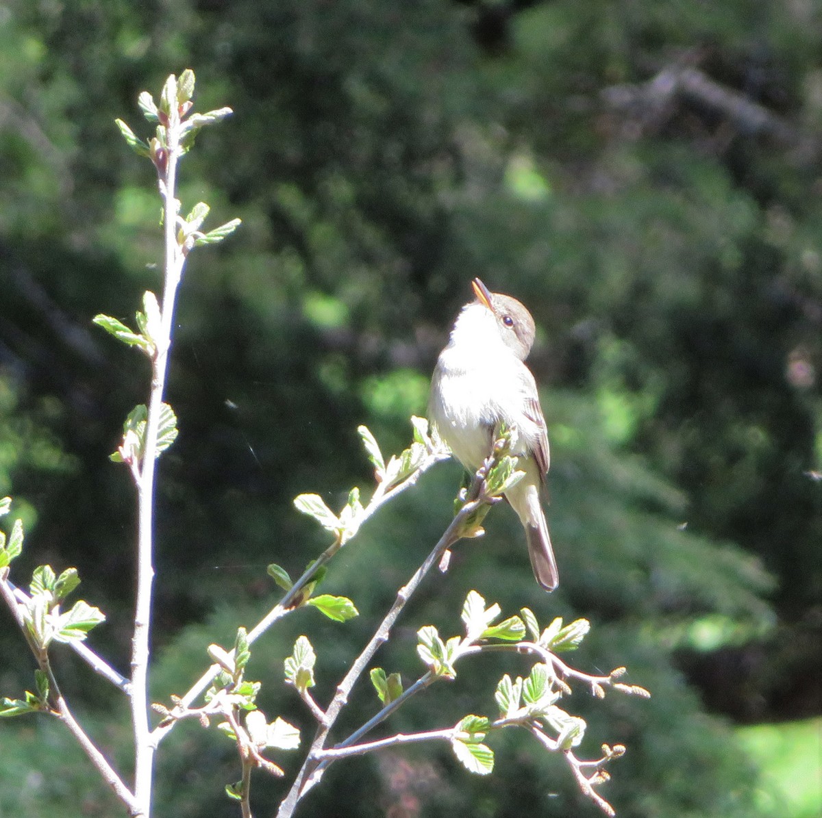 Willow Flycatcher - ML453313561