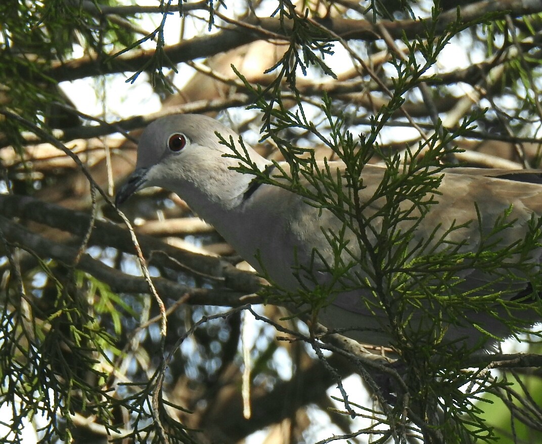 Eurasian Collared-Dove - deborah grimes