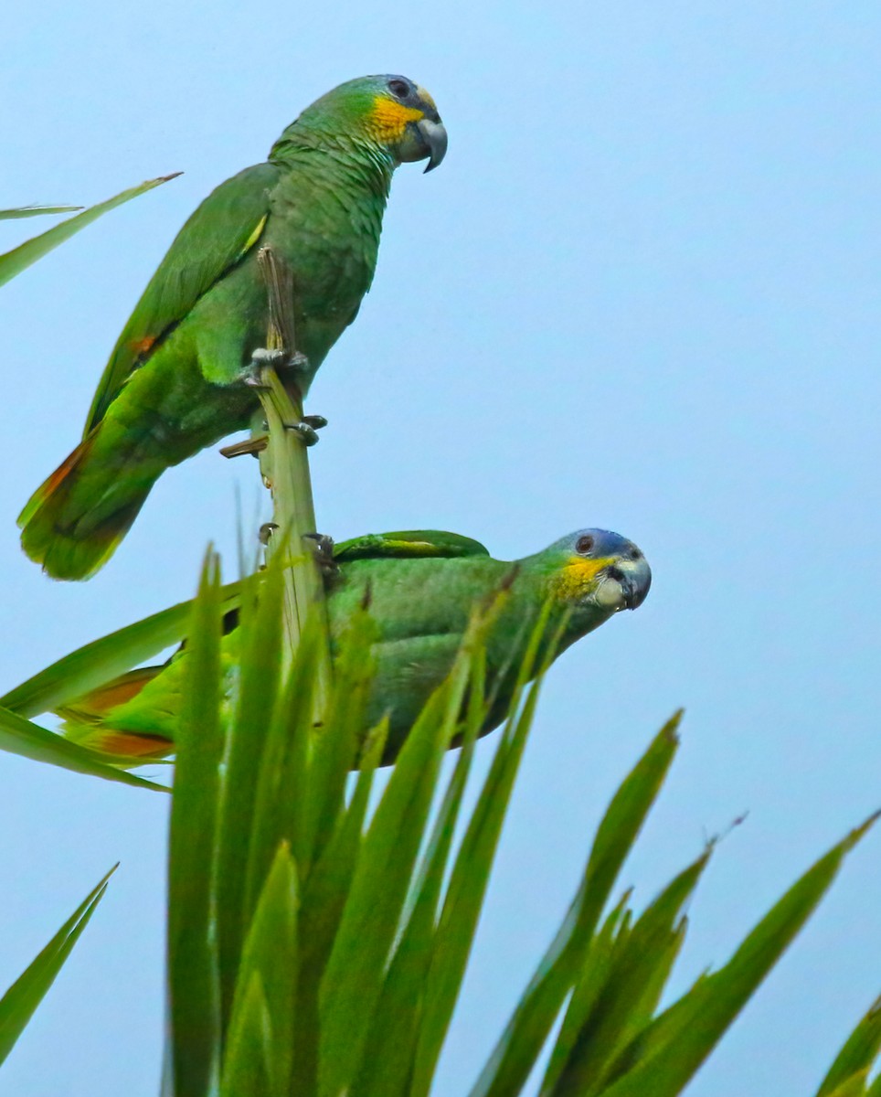 Orange-winged Parrot - ML453314851