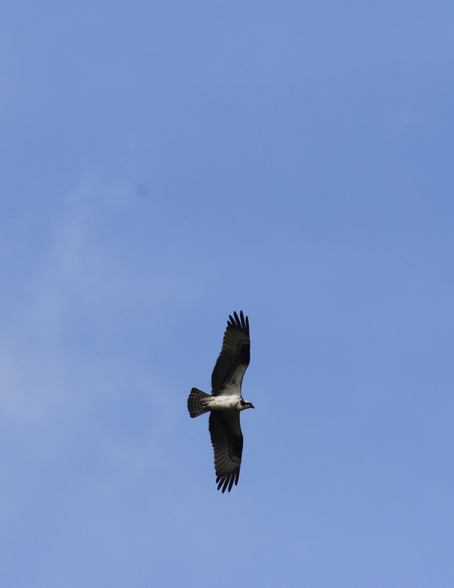 Balbuzard pêcheur - ML453314981