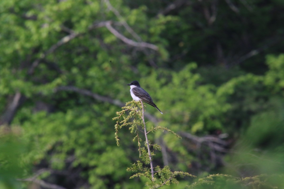 Eastern Kingbird - ML453315191