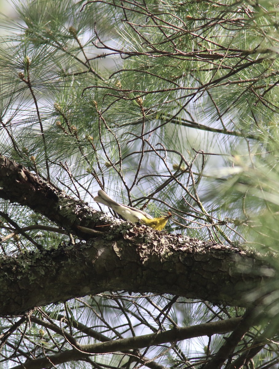 Pine Warbler - ML453315251